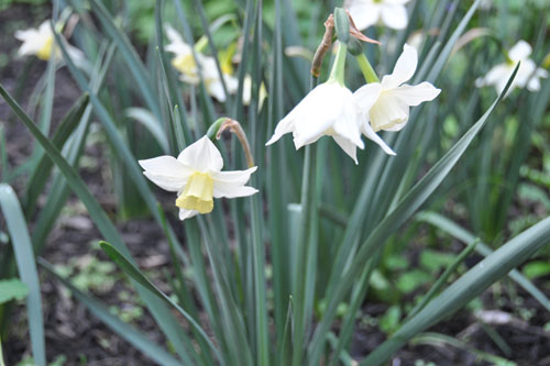 daffodils