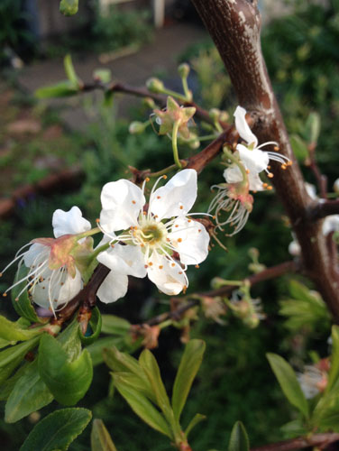 pluot blossoms