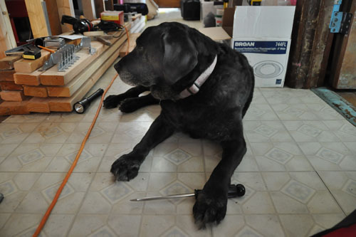 Rosie helping