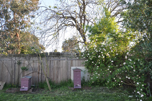 Beehives and rose