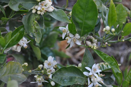 Orange blossoms