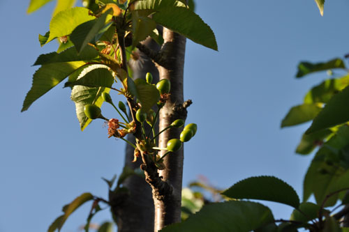 Baby cherries