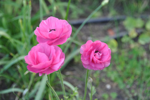 Ranunculus