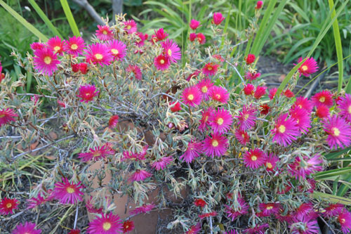 Lampranthus Hot Flash