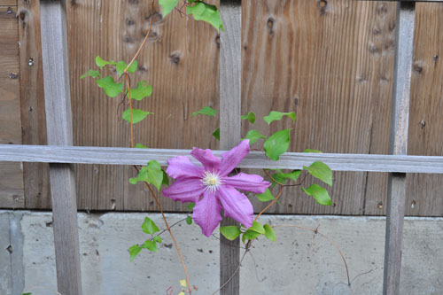 Fading clematis