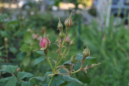 Rose buds