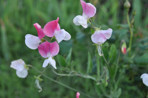 Sweet peas all over the place