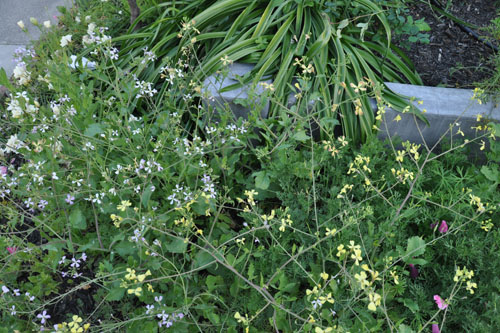 Beach weed