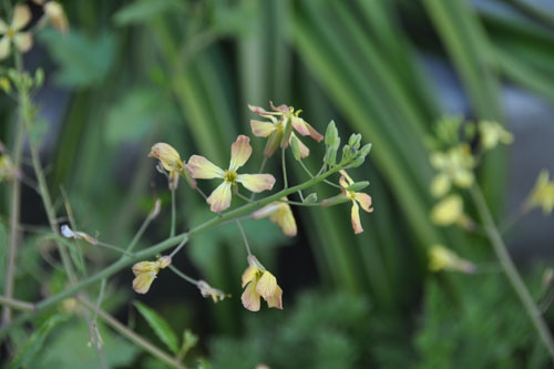 My favourite colour of the beach weed