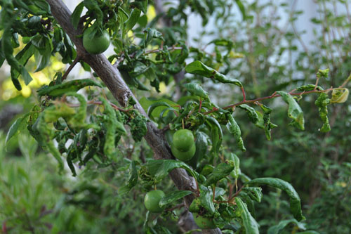 Pluot with peach leaf curl