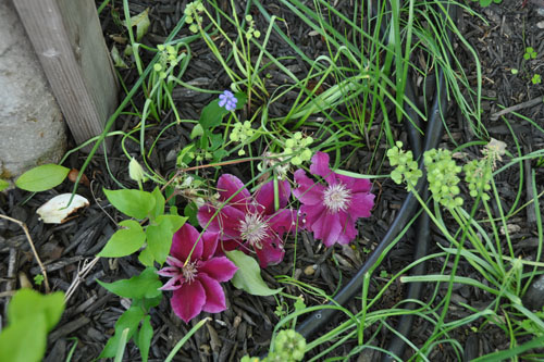 The other clematis