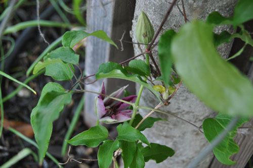 More clematis blooms coming