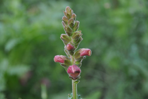 volunteer snapdragon