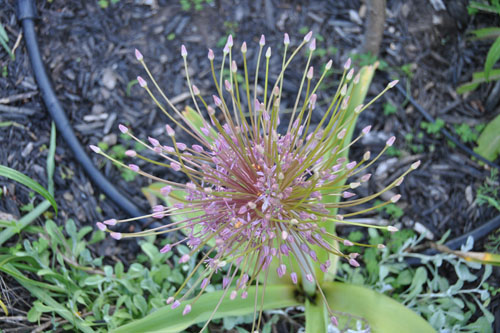 Allium schubertii