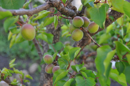 Apricots