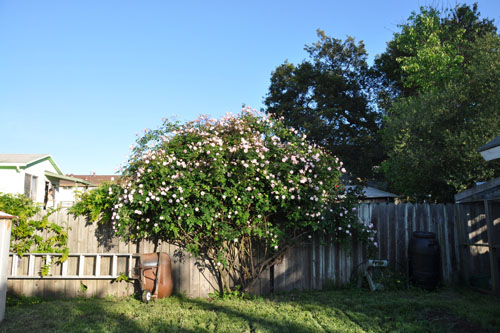 The Cecile Brunner rose