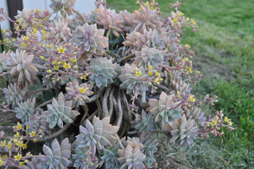 Graptopetalum paraguayense Pinky