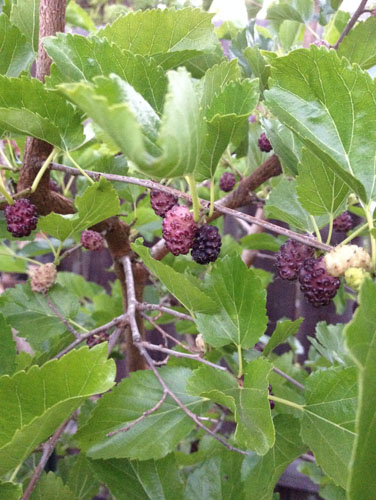 Mulberries