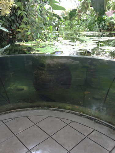 The water plants room at the Conservatory of Flowers