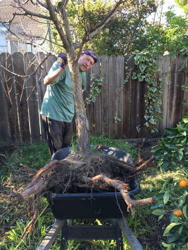 Moving the apricot