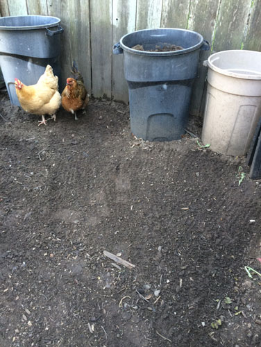 Cleaned up chicken yard