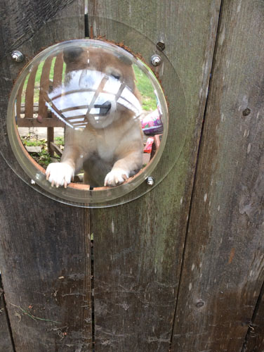 Neighbor dog looking in