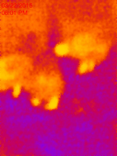 Chickens in IR