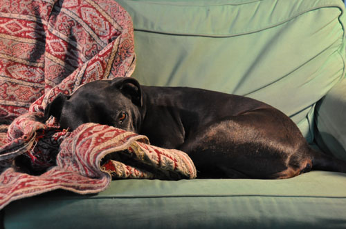 Beanie and the couch