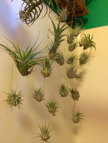 Air plant hangers