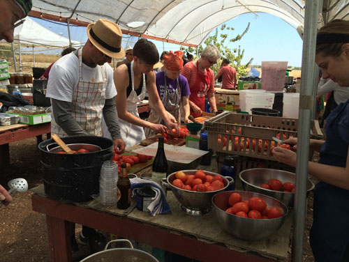 Labouring over tomatoes