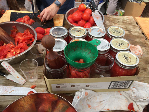 Canning tomatoes is a process