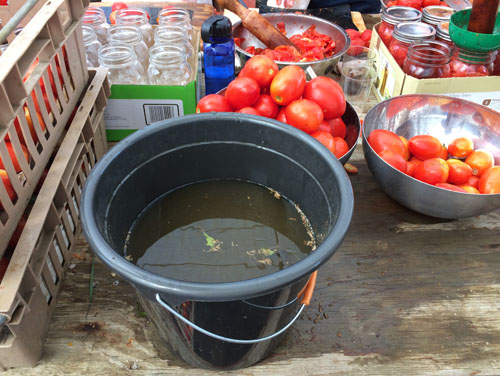 Washing and sorting tomatoes