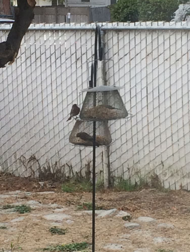 Bird feeder