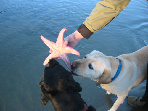 Rosie and Goldie molest a starfish