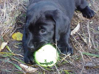 Rosie sucks at playing ball