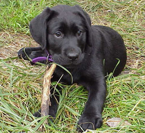 Rosie with a stick