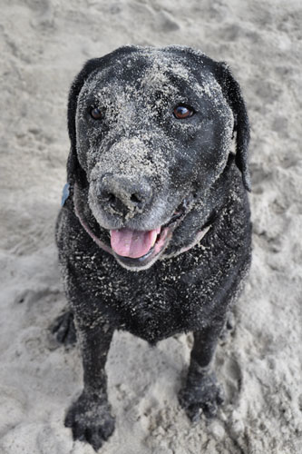 Sandy dog