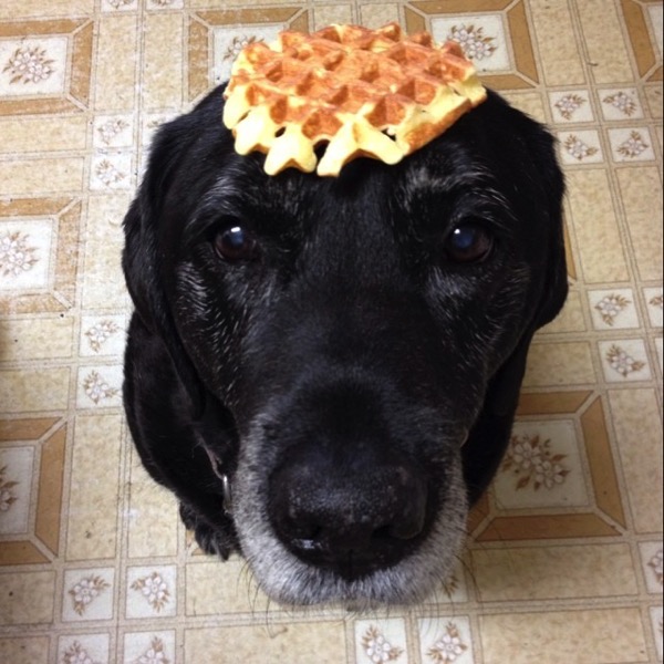 Wafflehead