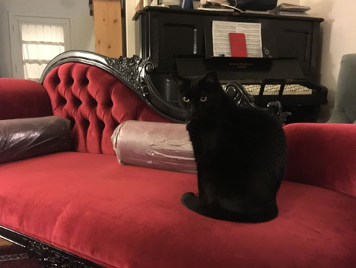 Dash and the chaise longue
